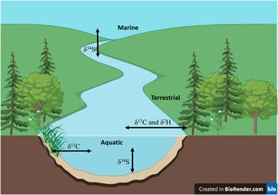 Use of stable isotopes for assessing urbanization impacts on freshwater fishes